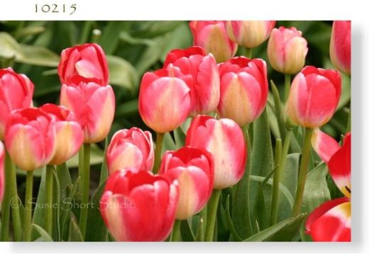 tulip10215s-527x364.jpg