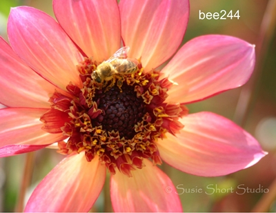 bee244