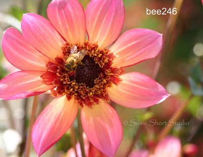bee246