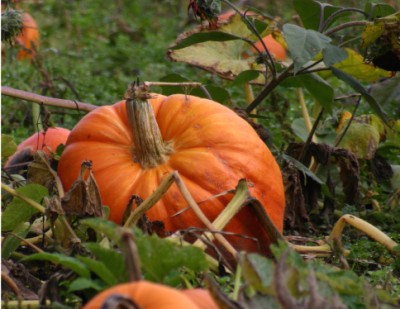 pumpkin-07039