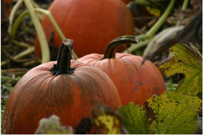 pumpkin-07117