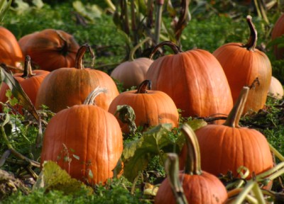 pumpkin-07383