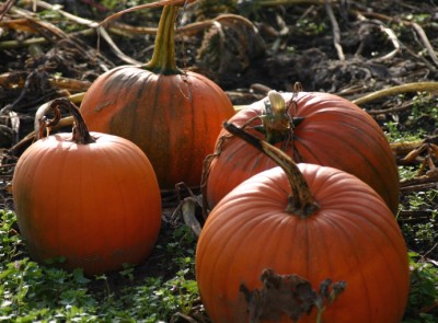 pumpkin-07416
