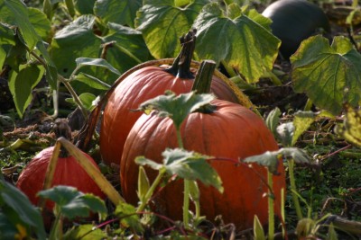 pumpkin-07442