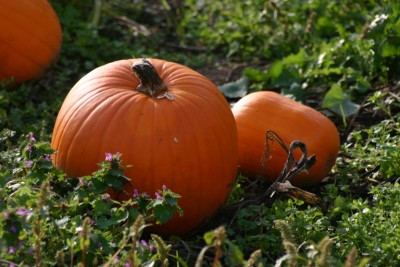 pumpkin-07480