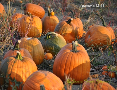 pumpkin-12-11