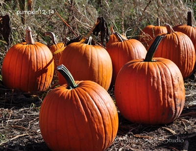 pumpkin-12-14