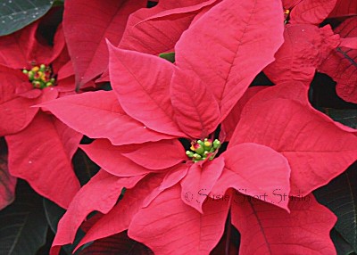 poinsettia 04-188a