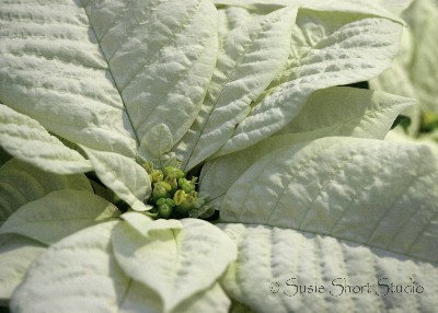 poinsettia 04-mb-009fix