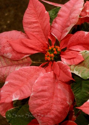 poinsettia 04-mb-036av