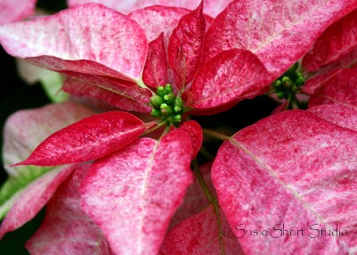 poinsettia 04-mb-049