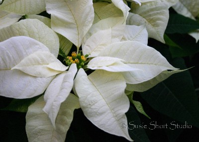 poinsettia 04-mb104