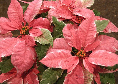 poinsettia 04-mb3-036f