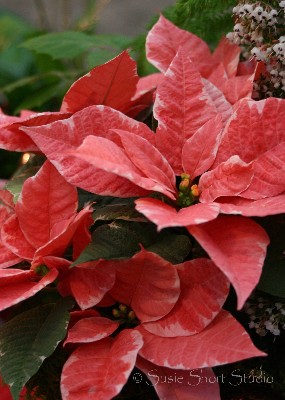 poinsettia 04-mb4-040v