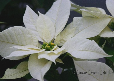 poinsettia 04-mb5-052f