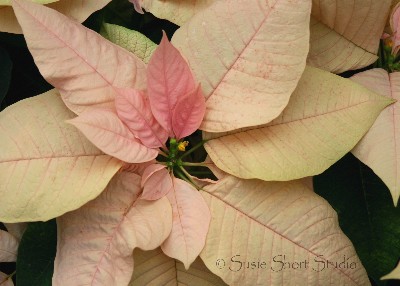 poinsettia 04-mbb-021