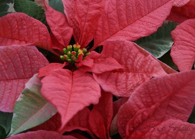 poinsettia06-090