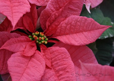poinsettia06-092