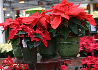 poinsettia 08-mb-139