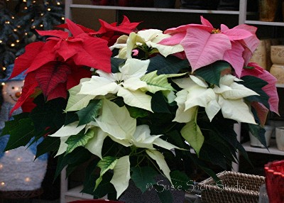 poinsettia 08-mb3-013