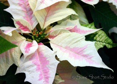 poinsettia 08-mb5-070