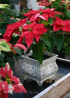 poinsettia 08-mb5-085v