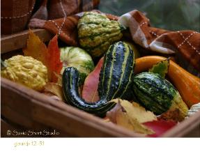 Gourds 12-51
