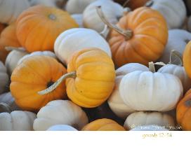 Gourds 12-54