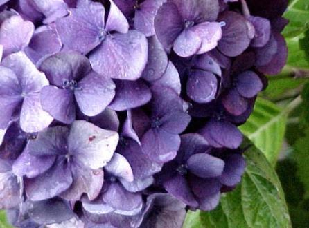 Hydrangea Reference Photo #2