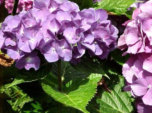 Hydrangea Reference Photo #3