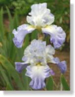 Iris 08241