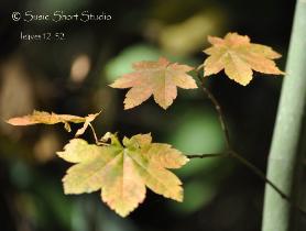 Leaves 12-52