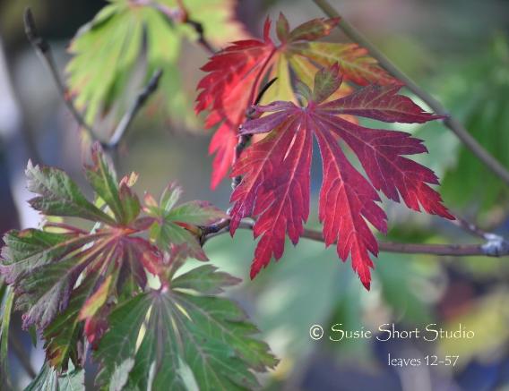 Free Photo Leaves 12-57