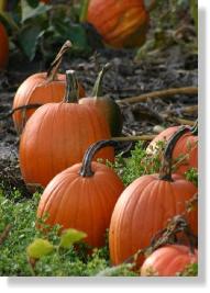 pumpkin-07361a