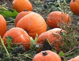 Pumpkins 12-51