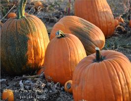Pumpkins 12-54