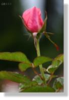 Rose 08111
