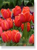Tulip 10399d
