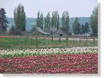 Tulip Field-29