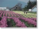 Tulip Field-78